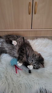 Kissanpennut (5 valokuva sivusta 6)