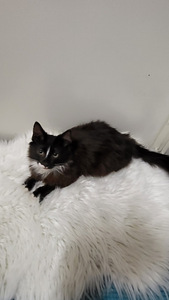 Kissanpennut (6 valokuva sivusta 6)