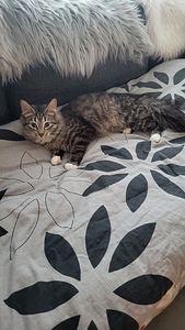 Kissanpennut (2 valokuva sivusta 9)