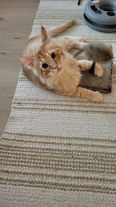 Söpöjä kissanpentuja (4 valokuva sivusta 10)