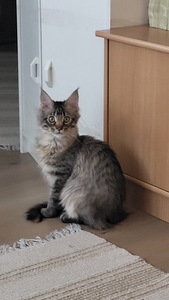 Söpöjä kissanpentuja (5 valokuva sivusta 10)