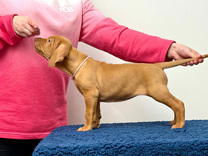 Щенки венгерской выжлы (4 фото из 4)