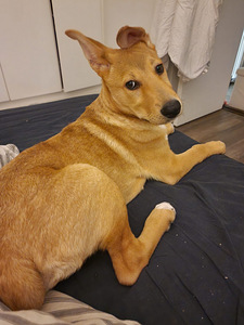 Kaksi saksanpaimenkoira-mix pentua yhdessä tai erikseen (7 valokuva sivusta 10)