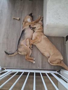 Kaksi saksanpaimenkoira-mix pentua yhdessä tai erikseen (3 valokuva sivusta 10)