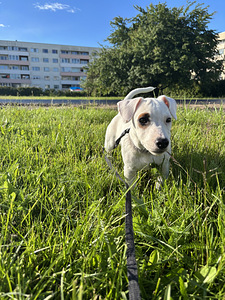 Jack Russelli terjeri kutsikas (1 foto / 3)