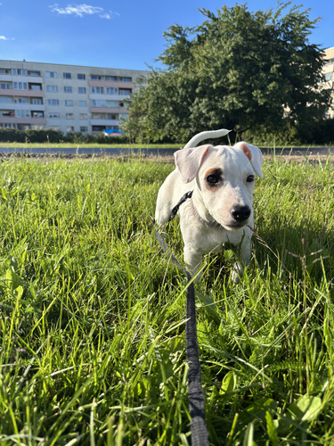 Jack Russelli terjeri kutsikas