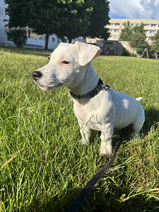 Jack Russelli terjeri kutsikas (2 foto / 3)
