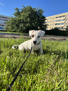 Jack Russelli terjeri kutsikas (3 foto / 3)