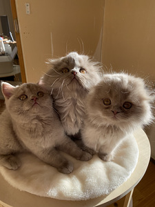 Scottish Straight ja Fold pennut (1 valokuva sivusta 10)