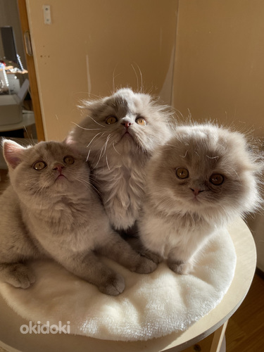 Scottish Straight ja Fold pennut