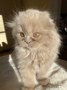 Scottish Straight ja Fold pennut (6 valokuva sivusta 10)