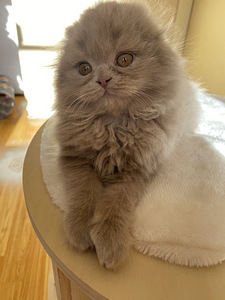 Scottish Straight ja Fold pennut (10 valokuva sivusta 10)