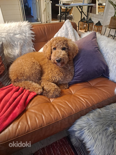 Astutukseen halutaan