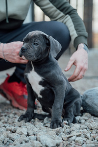 Cane Corso (1 valokuva sivusta 5)