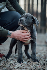 Cane Corso (3 valokuva sivusta 5)