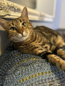 Kissa (1 valokuva sivusta 3)