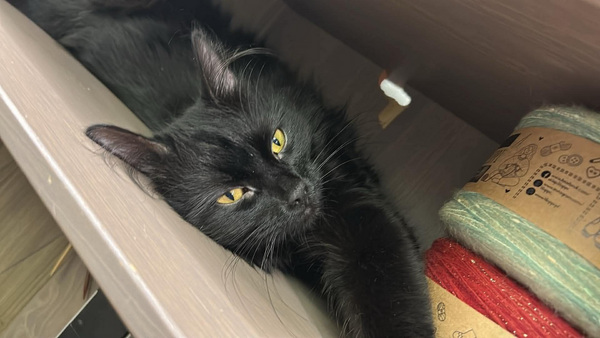Black cat