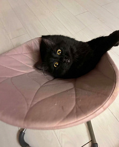 Black cat (2 valokuva sivusta 7)