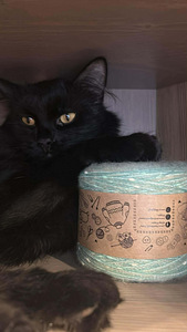 Black cat (4 valokuva sivusta 7)