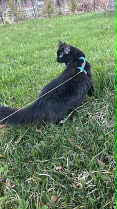 Black cat (6 valokuva sivusta 7)