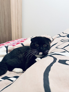 Maailman paras kissa (4 valokuva sivusta 4)