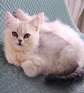 Suloinen tyttö kissanpentuja (1 valokuva sivusta 7)