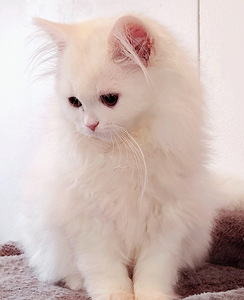 Suloinen tyttö kissanpentuja (3 valokuva sivusta 7)