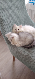 Suloinen tyttö kissanpentuja (6 valokuva sivusta 7)