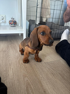 Mäyräkoiran pentu (2 valokuva sivusta 2)