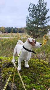 Jack Russell (3 foto / 3)