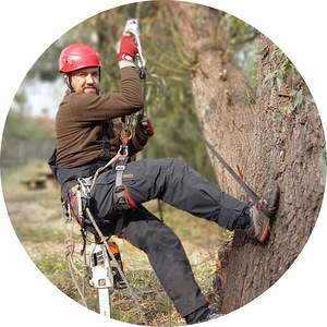 Puu eemaldamine ja pügamine, Arborist (4 foto / 7)