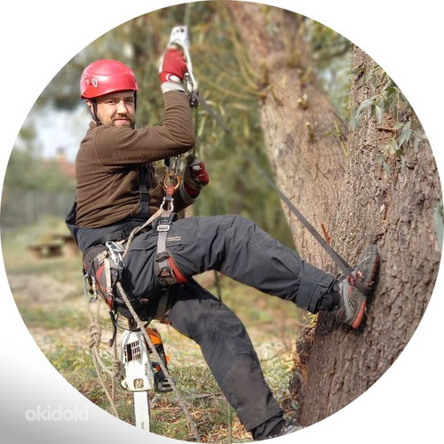 Puu eemaldamine ja pügamine, Arborist