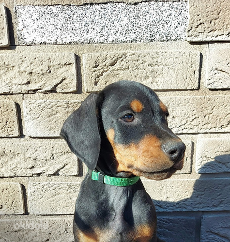 Dobermannin pentu