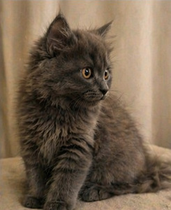 Suloinen harmaa tyttöpentu etsii rakastavaa kotia 🐾 (2 valokuva sivusta 6)