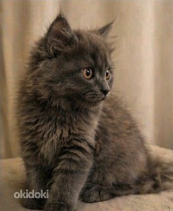 Suloinen harmaa tyttöpentu etsii rakastavaa kotia 🐾