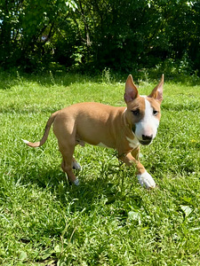 Kääbusbullterjer (2 foto / 10)