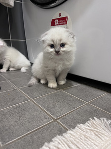 Kissanpennut (2 valokuva sivusta 4)