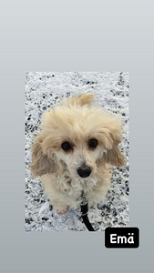 KääpiövillakoiraMix pennut (5 valokuva sivusta 5)