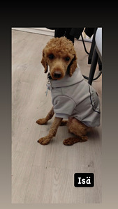 KääpiövillakoiraMix pennut (4 valokuva sivusta 5)