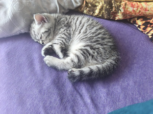 Kassipojad / Котята (2 фото из 3)