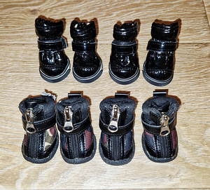 Koerariided (3-5 kg.) (10 foto / 10)