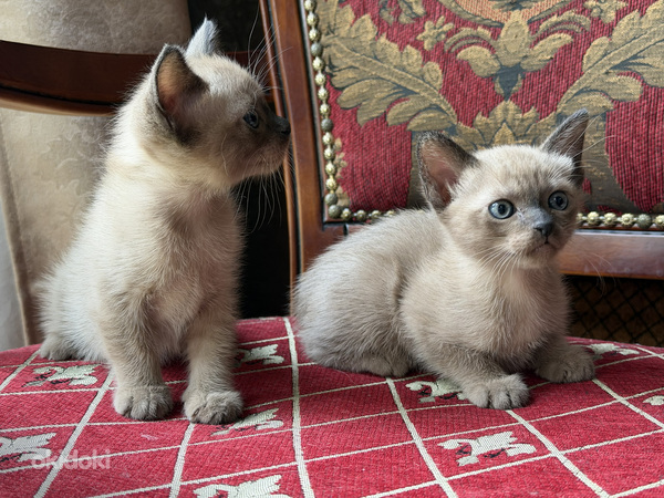 Бурма котята