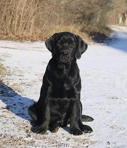 Labradori retriiver (3 foto / 9)