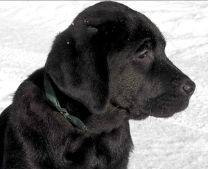 Labradori retriiver (4 foto / 9)