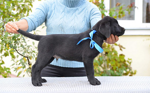 Labradori retriiver (9 foto / 9)