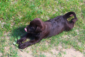 Labradori retriiver (8 foto / 9)