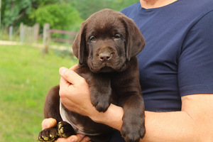 Labradori retriiver (1 foto / 8)