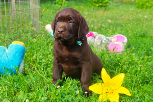 Labradori retriiver (3 foto / 8)