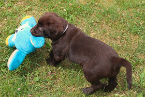 Labradori retriiver (4 foto / 8)