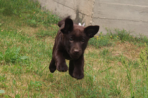 Labradori retriiver (5 foto / 8)